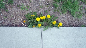 Dandelions growing at the edge of a sidewalk