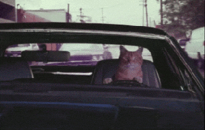 cat-driver